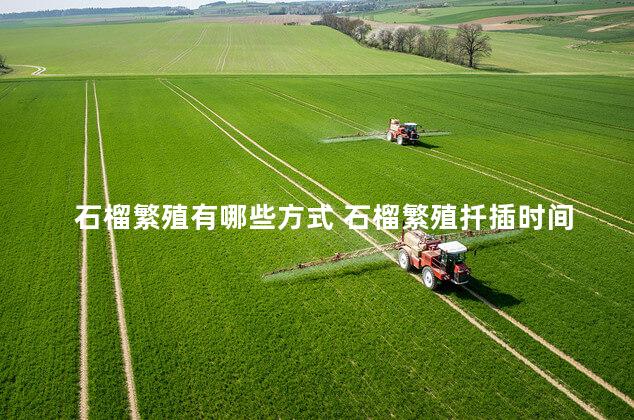 石榴繁殖有哪些方式 石榴繁殖扦插时间